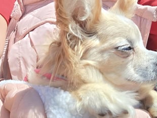 Blind elderly dog found after missing for two days near Machynlleth