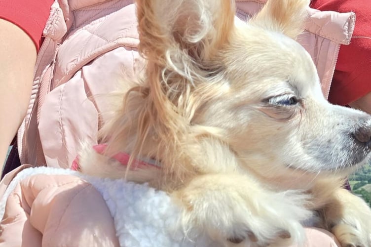 Kiki is a 14-year-old blind Chihuahua who went missing on Monday evening near Machynlleth