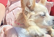Blind elderly dog found after going missing for two days near Machynlleth