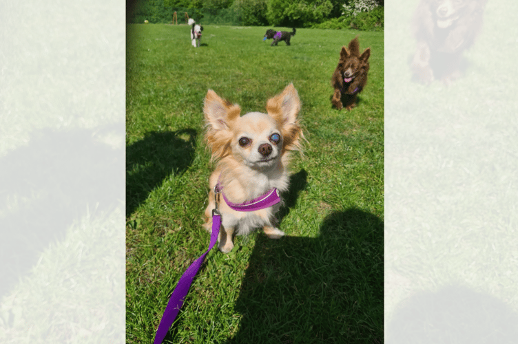 Kiki has one eye and is sightless in the other. Photo: Lisa Goddard