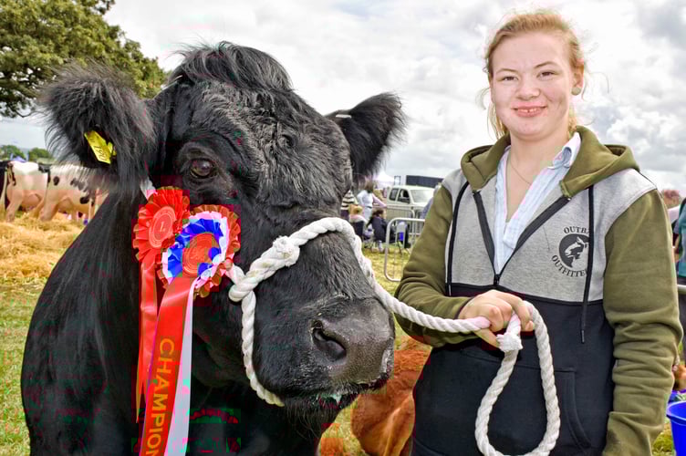 Alaw James from Bryngwyn Farm Penrhiwllan with the champion Welsh Black at the show
