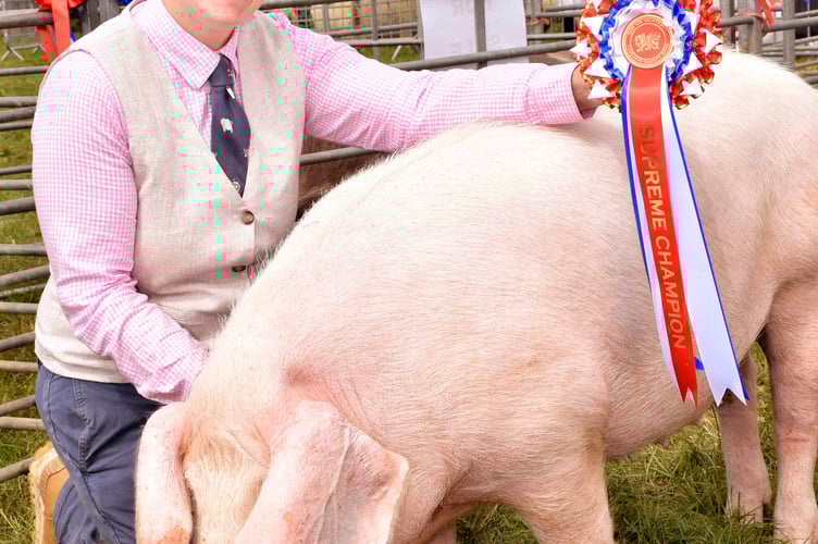 Rachel Davies from Penrhiwllan with the champion pig at the show