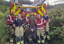 Dog rescued after falling down 20 metre ravine near Aberystwyth