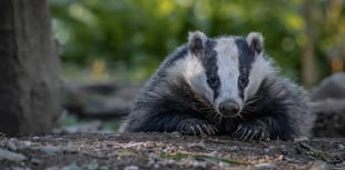 Aberystwyth centre awarded contract for ‘Badger Found Dead’ services
