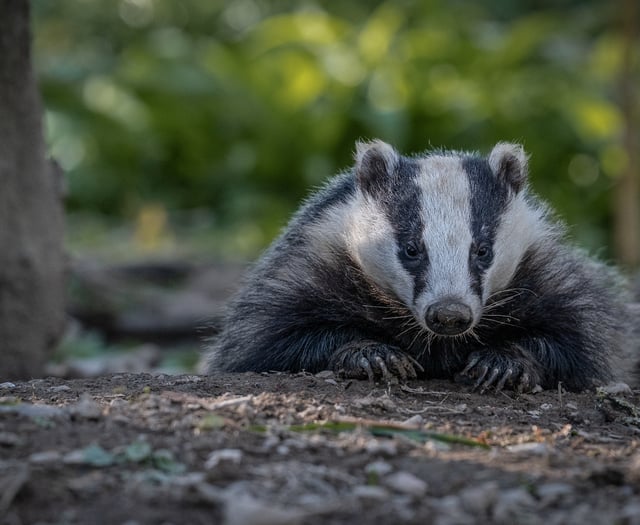 Aberystwyth centre awarded contract for ‘Badger Found Dead’ services
