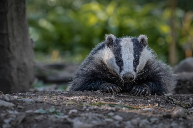 Badger Stock Picture