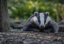 Aberystwyth centre awarded contract for ‘Badger Found Dead’ services