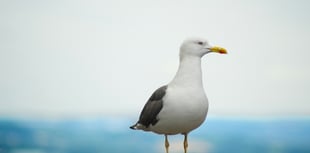 Seagull kicked outside chip shop dies
