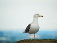 Seagull kicked outside chip shop dies