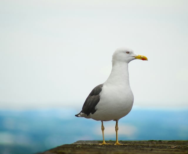 Seagull kicked outside chip shop dies