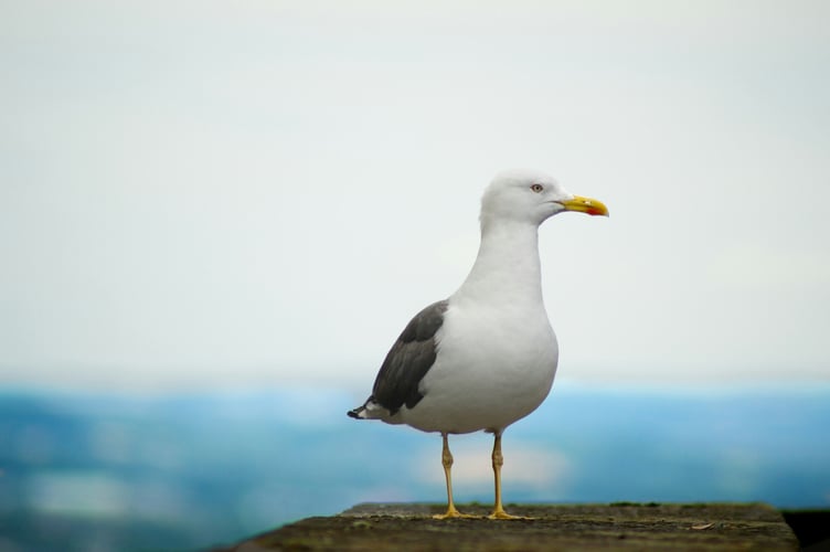 Stock image of gull. Photo: Tarpit Grover on Unsplash