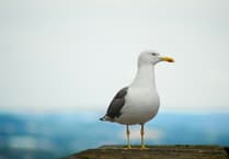 RSPCA seeks witnesses to seagull death