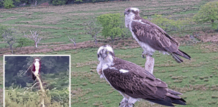 Osprey centre looks back at season of drama and nest battles