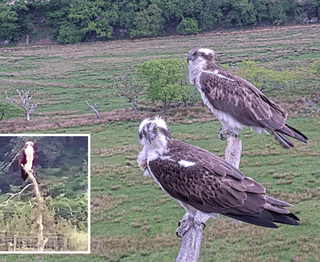 Osprey centre looks back at season of drama and nest battles