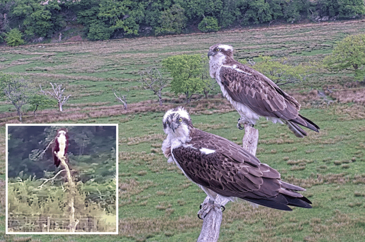 (Main) Elen had paired up with a new male KC6/Teifi (inset) Aran at Pont Croesor. Photo: Glaslyn Ospreys