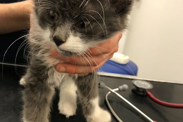RSPCA reports rise in animal beatings across Wales