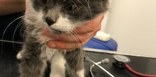RSPCA reports rise in animal beatings across Wales