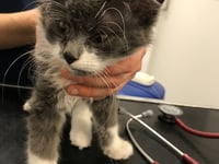 RSPCA reports rise in animal beatings across Wales