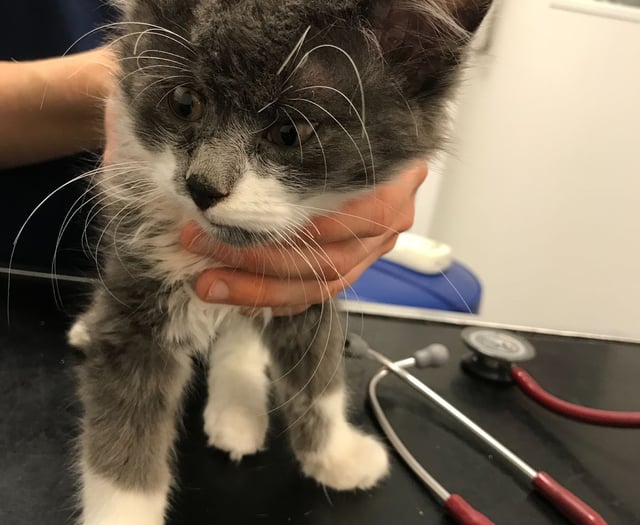 RSPCA reports rise in animal beatings across Wales