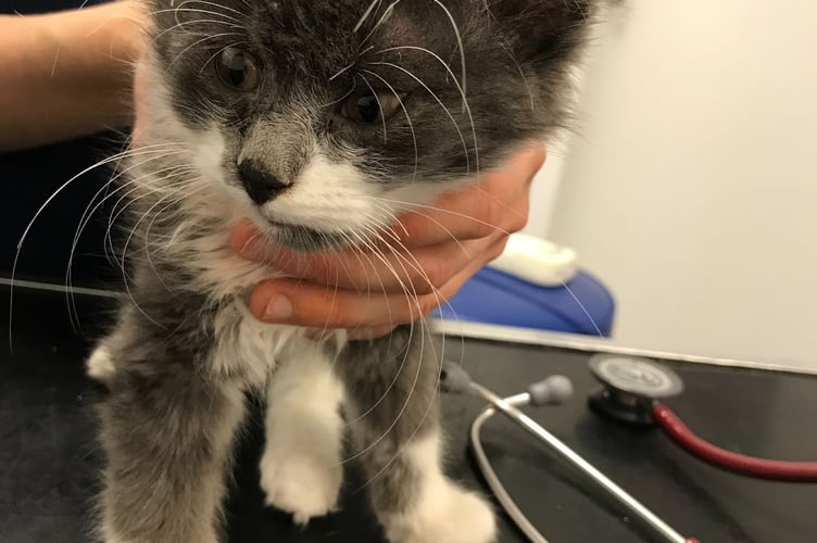 RSPCA cat