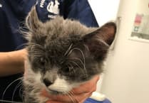 RSPCA reports rise in animal beatings across Wales