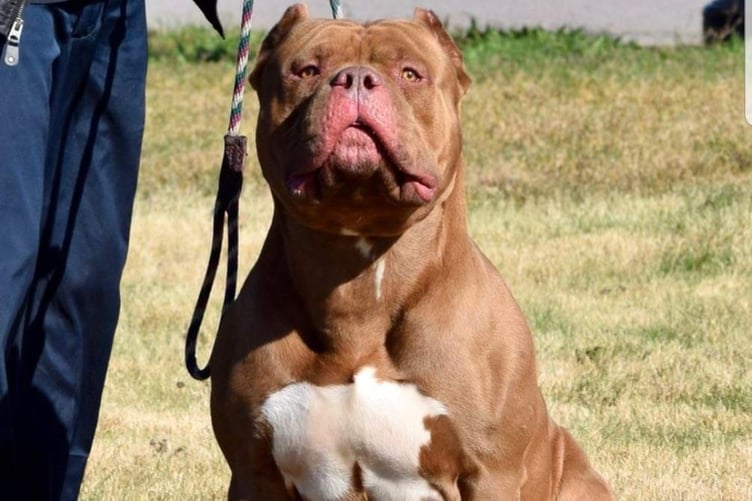 XL American Bully