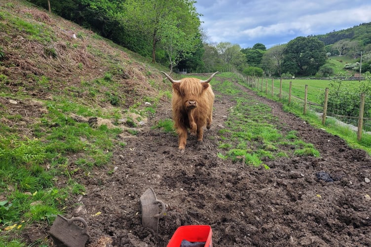 Highland cow
