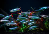 Aber academic studies the movement of fish