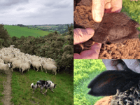 More than 40 lambs stolen from Ceredigion field