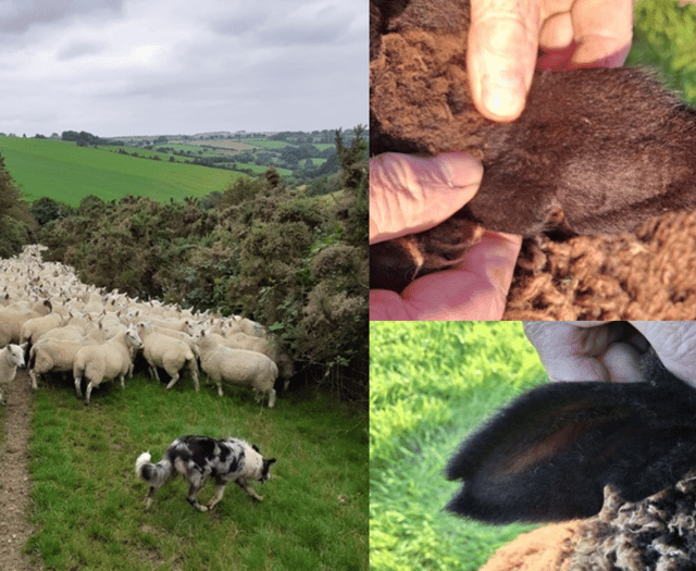 More than 40 lambs stolen from Ceredigion field