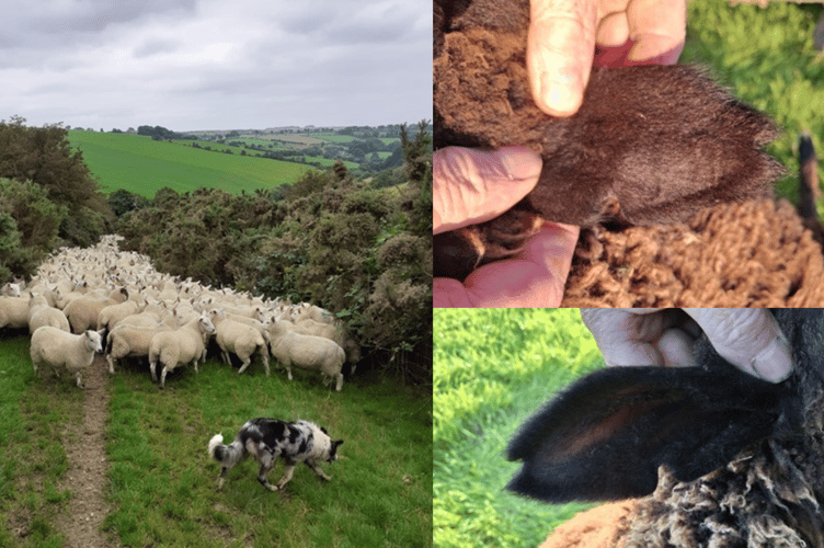 Lambs