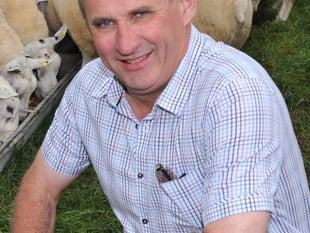 NFU Cymru opposes lamb castration rule change proposal