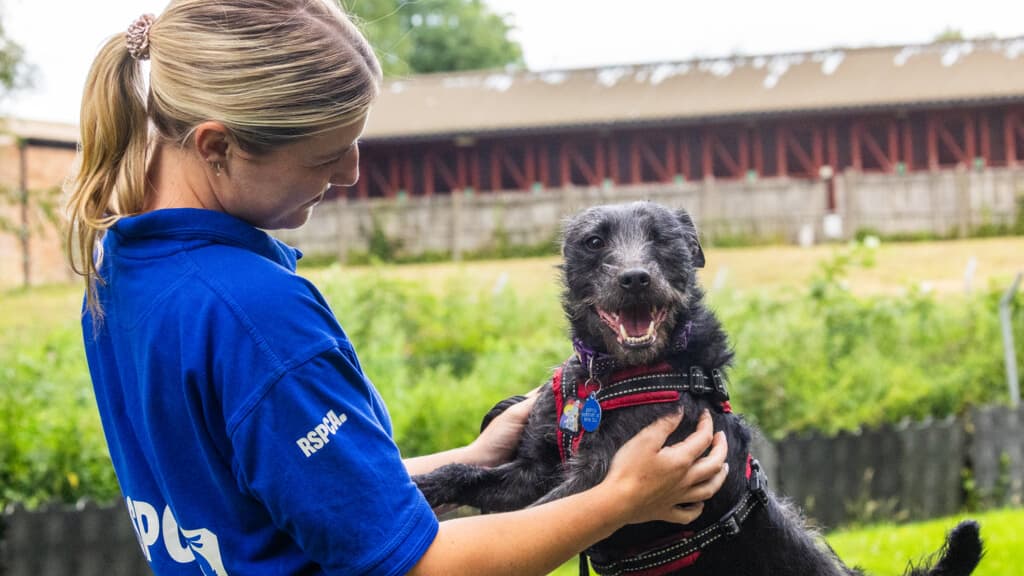 RSPCA warns of rehoming crisis as record numbers of dogs flood into ...