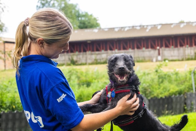 RSPCA warns of crisis as record numbers of dogs flood into care