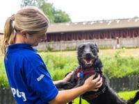 RSPCA warns of crisis as record numbers of dogs flood into care