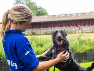 RSPCA warns of crisis as record numbers of dogs flood into care