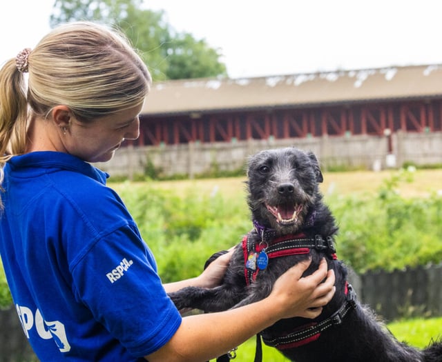 RSPCA warns of crisis as record numbers of dogs flood into care