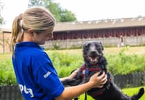 RSPCA warns of rehoming crisis as record numbers of dogs flood into care