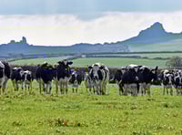 Welsh Government to declare nationwide Bluetongue restriction zone