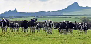 Welsh Government to declare nationwide Bluetongue restriction zone