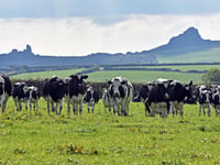 Welsh Government to declare nationwide Bluetongue restriction zone