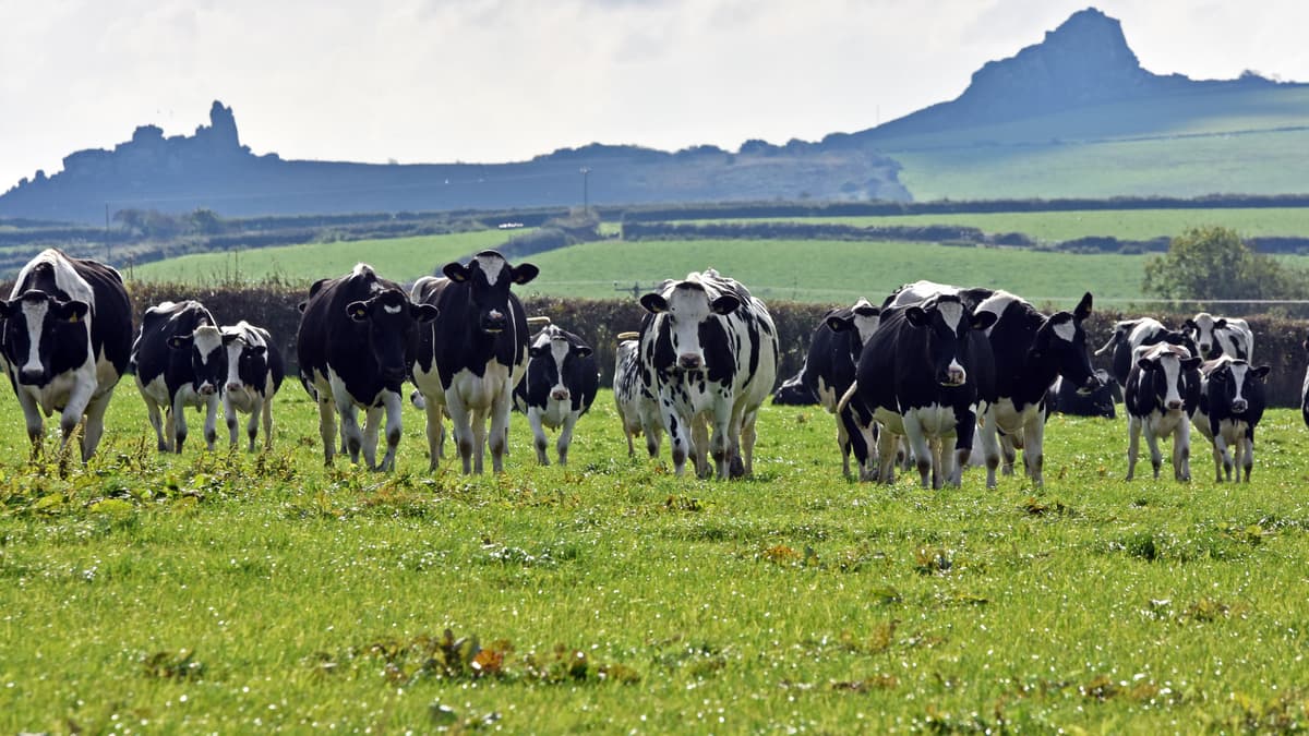Welsh Government to declare nationwide Bluetongue restriction zone