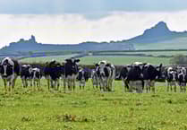 Welsh Government to declare nationwide Bluetongue restriction zone