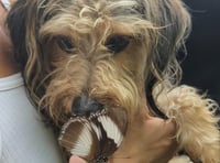 Watch: Come with us to visit rare dog-friendly butterfly house