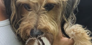 Watch: Come with us to visit rare dog-friendly butterfly house