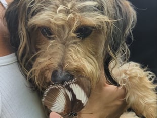 Watch: Come with us to visit rare dog-friendly butterfly house
