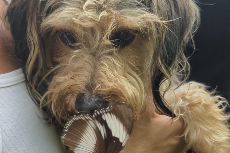 Dogs are welcome in the enclosure at the Magic of Life Butterfly House in Cwm Rheidol. Photo: Cambrian News