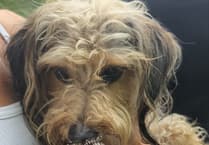 Watch: Visit the dog-friendly butterfly house only a stone's throw from Aberystwyth