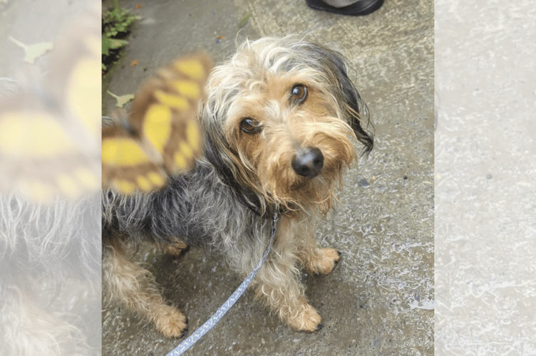 Cambrian News-hound Cofi made a winged friend at the Magic of Life Butterfly House. Photo: Cambrian News