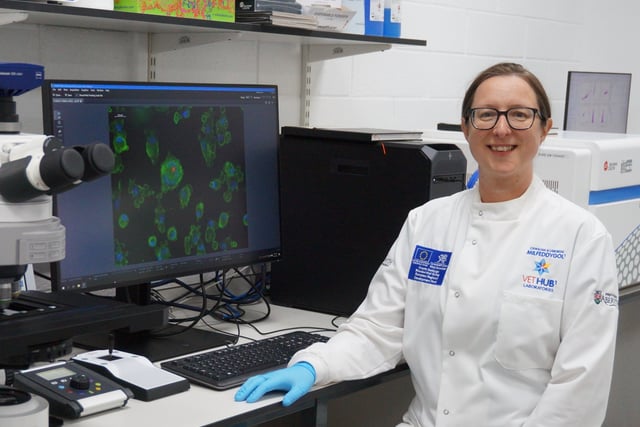 Cattle vaccine immunity ‘boost’ tested by new research